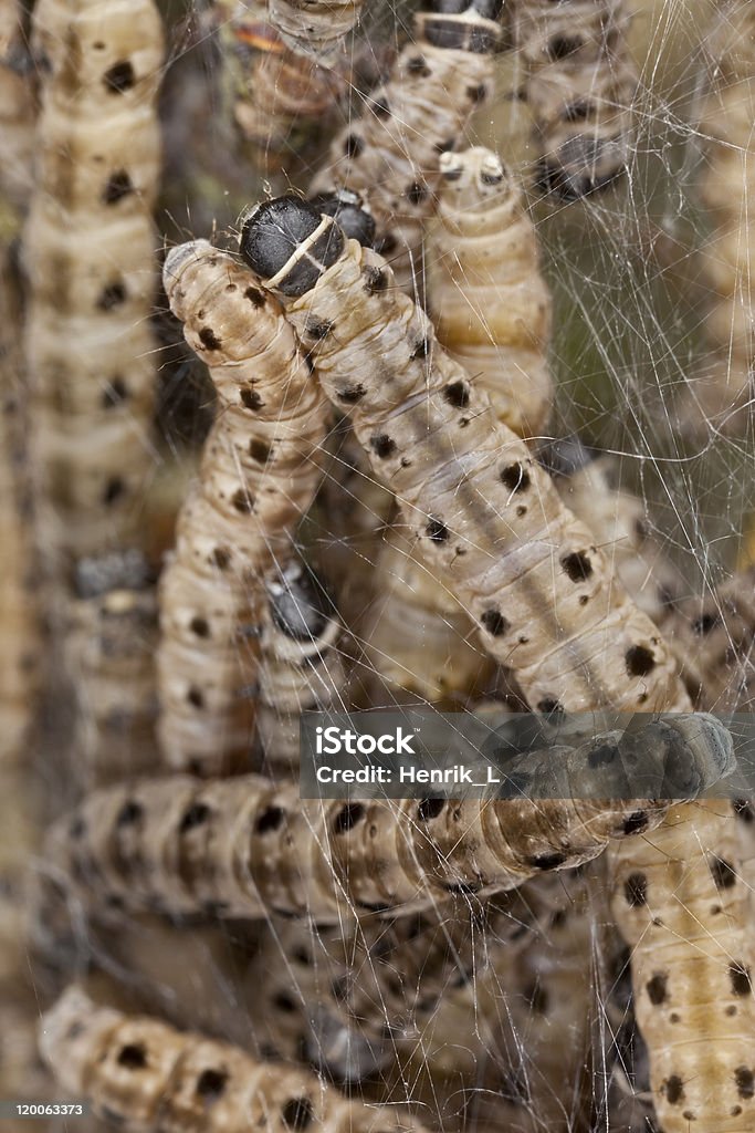 Macro foto de armiño mariposa lavae en común web - Foto de stock de Aire libre libre de derechos