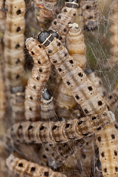 istock Macro photo of Ermine moth lavae in communal web 120063373