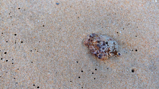 istock Sea shell on the sand beach background. 1200633839