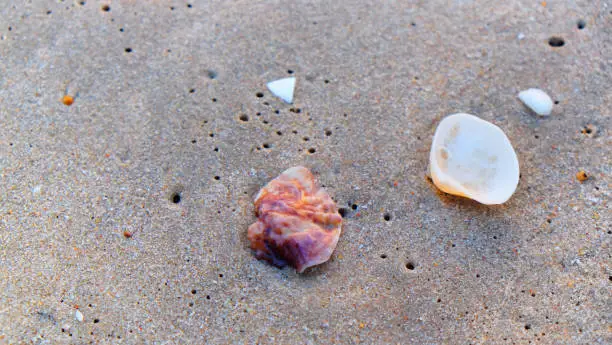 Photo of Sea shell on the sand beach background.