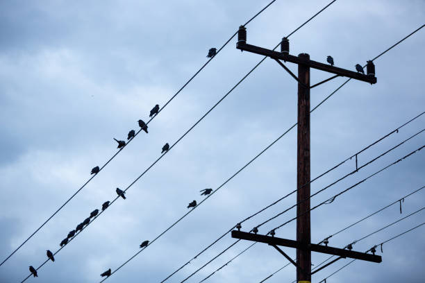 istock Silhouette of black crows on telephone wire against a twilight sky 1200634470