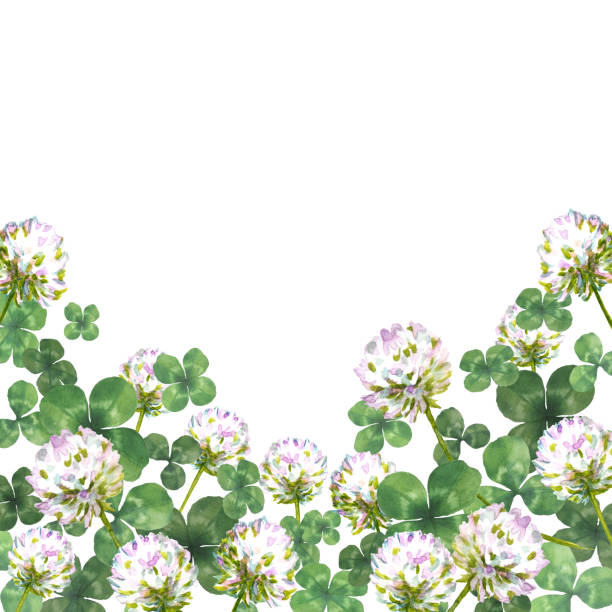 Watercolor painting of white clover watercolor painting irish shamrock clip art stock illustrations