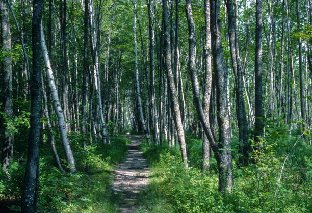 istock Acadia National Park - Trail - 1994 1200637642