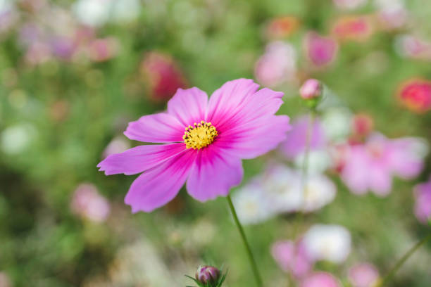 istock Colorful Cosmos Flowers 1200638352