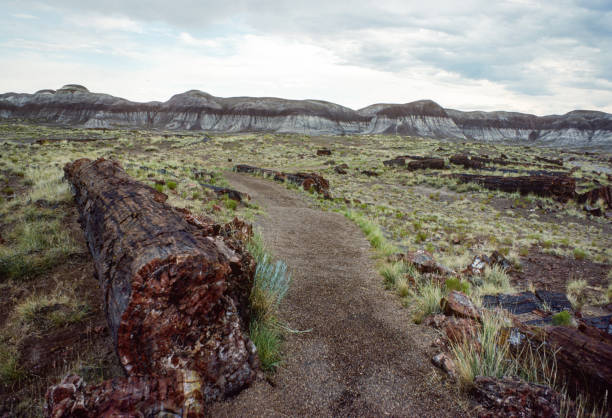 istock Petrified Forest National Park - Trail - 1978 1200638646