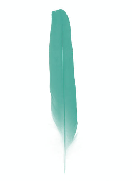 istock Beautiful feather color green turquoise isolated on white background 1200638673