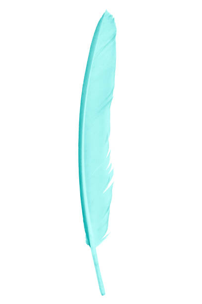 istock Beautiful feather color green turquoise isolated on white background 1200638685
