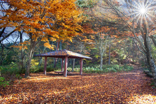 istock Autumn forest scenery with nice light of fall leaves 1200639701