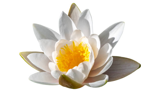 istock White water lily flower, Nymphaea alba, isolated on a white background. 1200640090