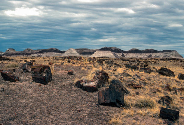 istock Petrified Forest National Park - Horizontal - 1990 1200640419