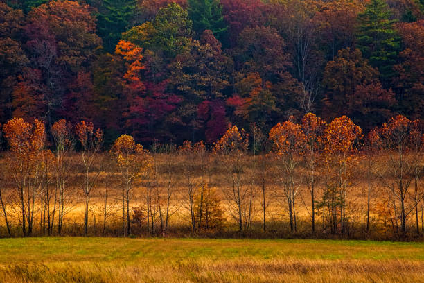 Harvested corn field next to a colorful forest in October