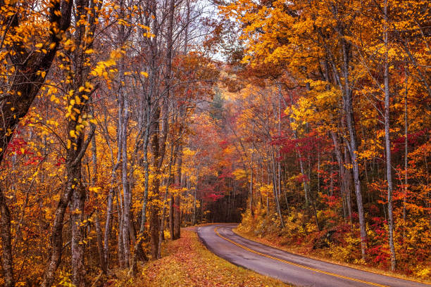 숲속의 가을 드라이브 - great smoky mountains national park north carolina usa the americas 뉴스 사진 이미지