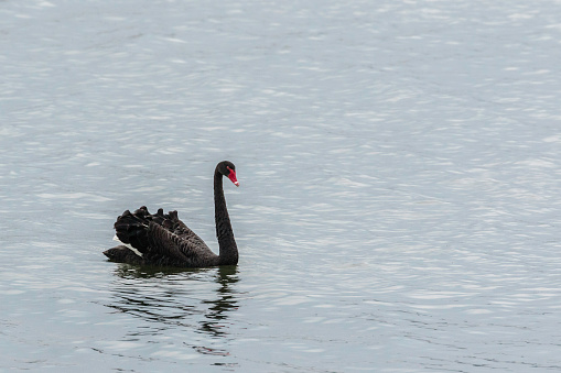 Two black swans (Cygnus atratus) swimming synchron in a lake.