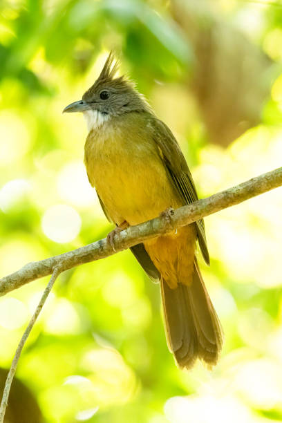 istock Ochraceous Bulbul perching on tree branch with blur green tree  background 1200644756