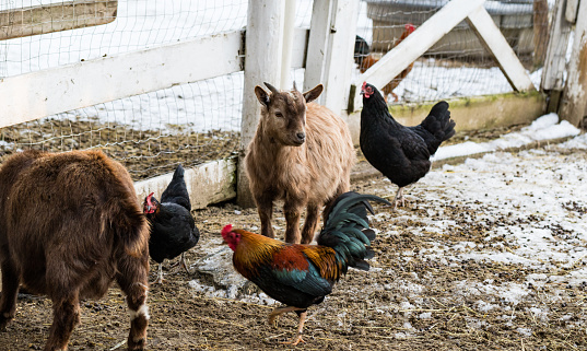 Cute dwarf goat surrounded by chickens looking at the camera. Beautiful farm animals at petting zoo.