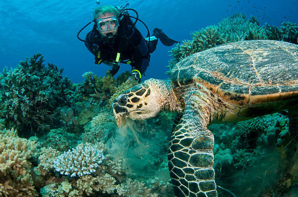 buceo con tortugas - hawksbill turtle fotografías e imágenes de stock