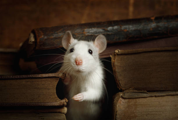 istock Little gray rat crawled between the old books 1200650981