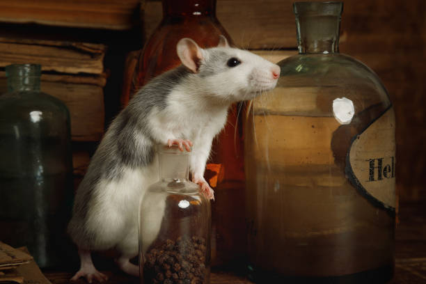 istock Rat runs around among old bottles indoors 1200650982