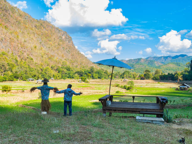 istock Man and scarecrows at the rice field 1200651456