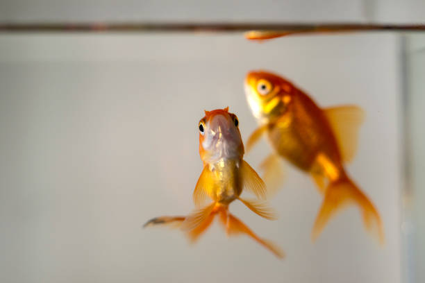 istock Goldfish swimming in tank 1200654223