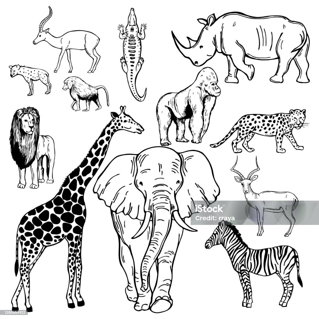 African Animals Vector Sketch Illustration Stock Illustration ...
