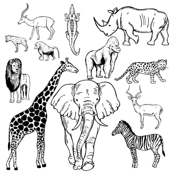 African animals. Vector sketch illustration. Hand drawn african animals on white background. Vector sketch illustration. elephant drawings stock illustrations