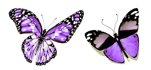 istock Color butterflies , isolated on white background 1200655144