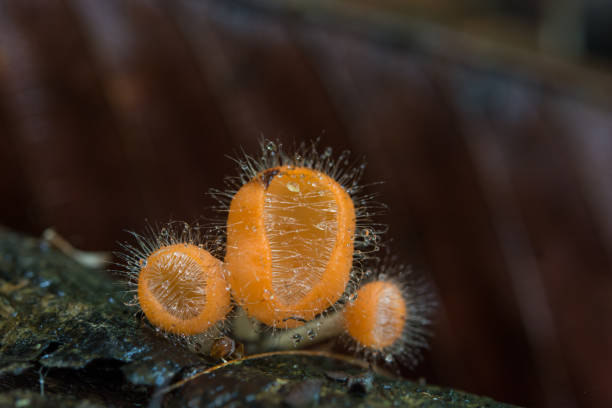 istock Orange mushroom, champagne mushroom in rain forest. 1200655488