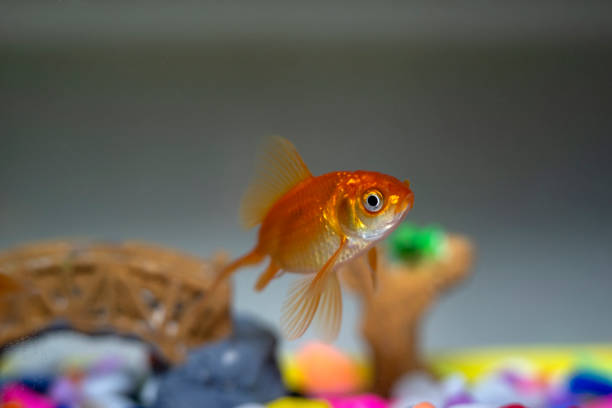 Three goldfish in a fish tank