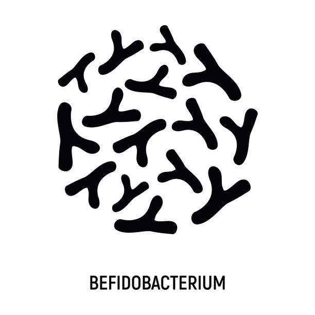 Bifidobacterium Icon. Probiotic Concept Logo and Label. Health Research Symbol, Icon and Badge. Simple and Black Vector illustration Bifidobacterium Icon. Probiotic Concept Logo and Label. Health Research Symbol, Icon and Badge. Simple and Black Vector illustration. bifidobacterium stock illustrations