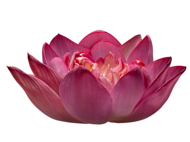 istock Pink lotus flower isolated on white background 1200658652