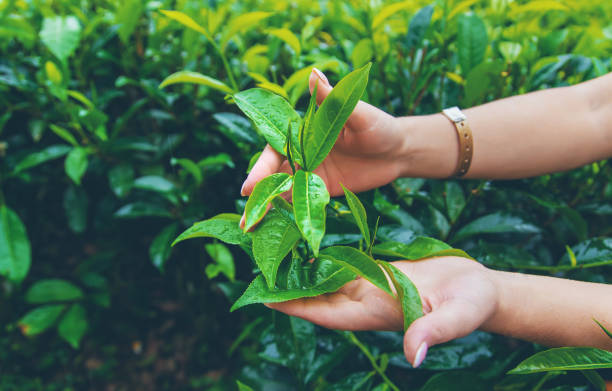istock Tea growing on tea plantations in Sri Lanka. Selective focus. 1200659940
