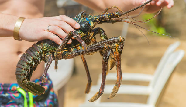 istock Live big lobster in the hands of people. Selective focus. 1200660596