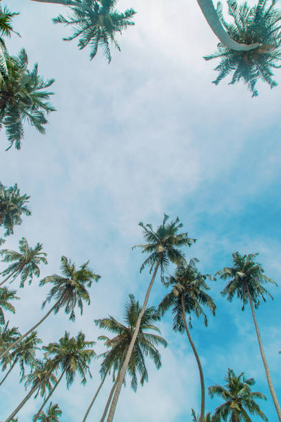 istock Coconut trees on the island. Selective focus. 1200660642