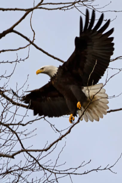 istock bald eagle flying up to a tree,  Beach Grove, Delta, BC, Canada 1200661068