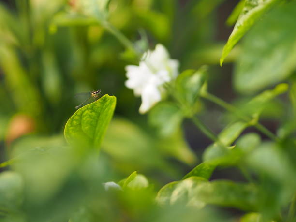 libelle auf blättern jasmin weiße blume im garten, verschwommen von natur hintergrund - agriculture branch cut flowers citrus fruit stock-fotos und bilder