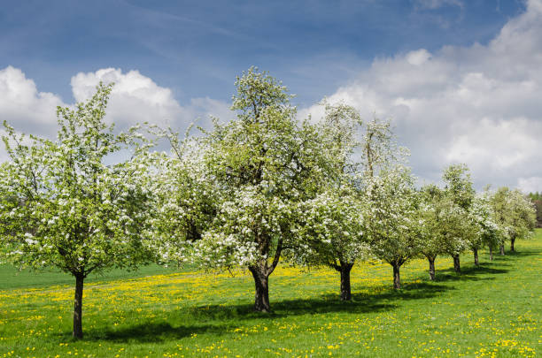 telones en flor en una fila en un prado de flores en el paisaje rural en primavera. - thurgau fotografías e imágenes de stock