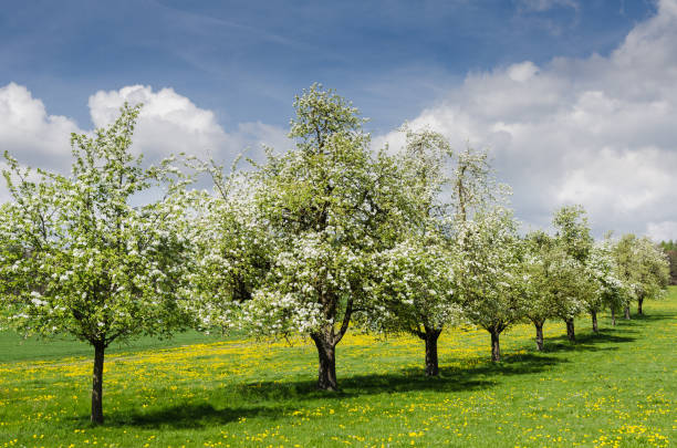 árvores de maçã florescendo em uma fileira em um prado de flores na paisagem rural na primavera. - thurgau - fotografias e filmes do acervo