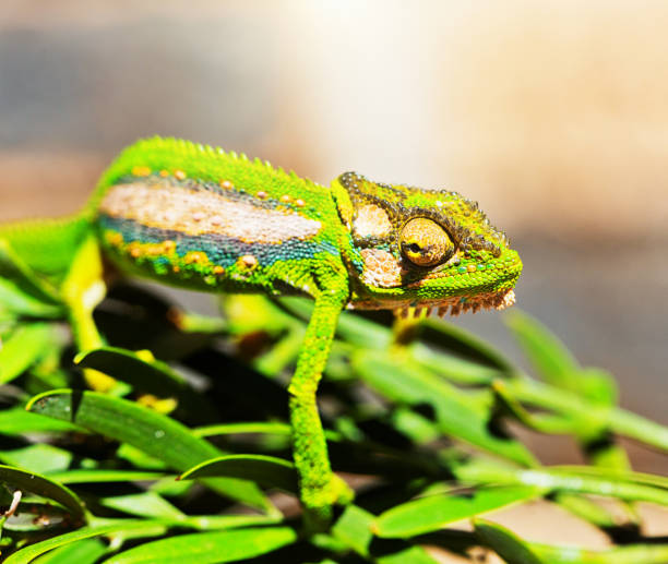 istock Cape Dwarf Chameleon showing its camouflage skills on branch 1200666244