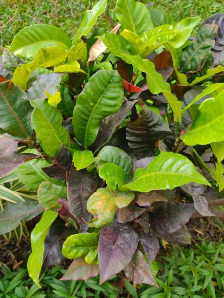 istock Green leafy plants in daylight in home garden 1200666417