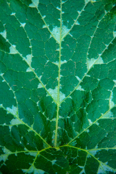 istock Fine texture pumpkin leaves on bed close-up. Agriculture and growing vegetables. Using green technology . 1200669137