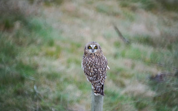 Short eared owl at Delta, BC, Canada