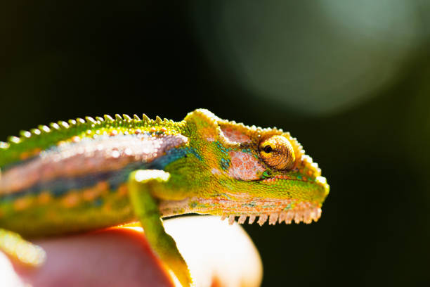 istock Cape Dwarf chameleon close up, held by child's hand 1200670989
