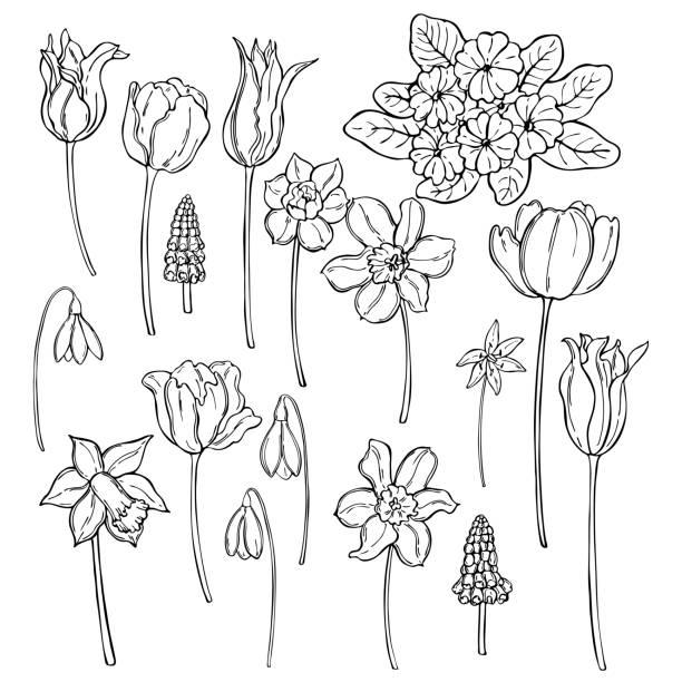 Spring flowers. Vector   illustration. Hand drawn spring flowers. Vector sketch  illustration. grape hyacinth stock illustrations
