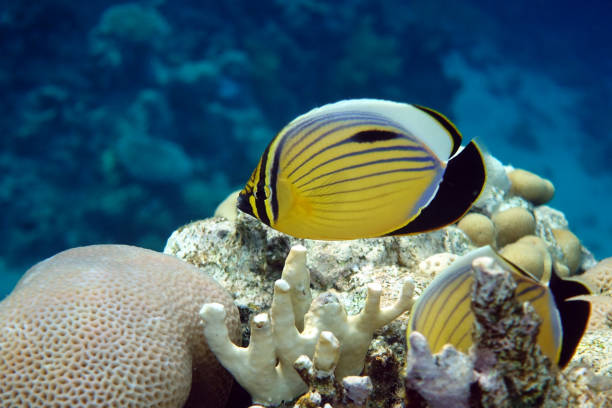 黑尾蝴蝶魚在火珊瑚周圍游來游去。特寫 - 蝴蝶魚 個照片及圖片檔