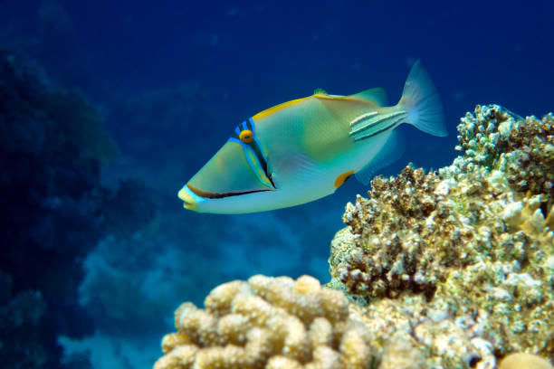 istock Picasso triggerfish (Rhinecanthus aculeatus) , coral fish on the coral reef. 1200673765