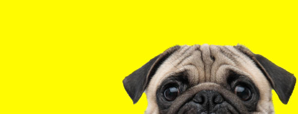 istock pug dog with gray fur exposing only half of head 1200674033
