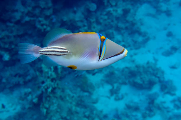 istock Picasso triggerfish (Rhinecanthus aculeatus) , coral fish on the coral reef. 1200674103