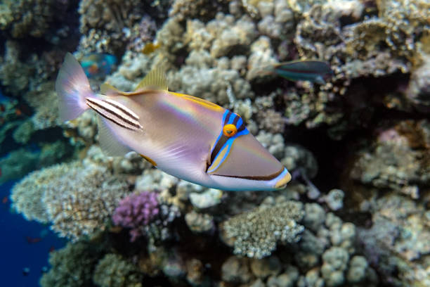 istock Picasso triggerfish (Rhinecanthus aculeatus) , coral fish on the coral reef. 1200674104