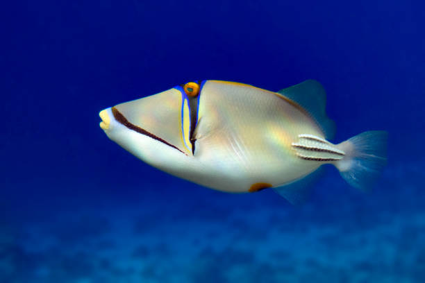 istock Picasso triggerfish (Rhinecanthus aculeatus) , coral fish on the coral reef. 1200674628
